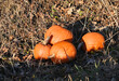 Discarded Pumpkins