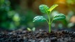 © wellyans - Close up green seedling growing on fertile soil with blurred nature background. Generative AI