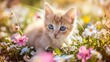 Baby kitten with wonderful blue eyes playing with flowers