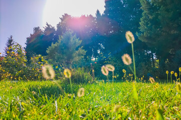 Wall Mural - picturesque photo of a summer park or forest with a meadow, grass and trees flooded with bright sunl