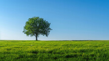A Serene Image Of A Lone Tree In A Vibrant Green Meadow Under A Clear Blue Sky Symbolizing Peace And Growth.