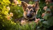 german shepherd dog with flower