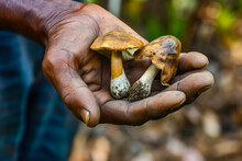 Mushrooms In Hands Close-up. Backdrop With Selective Focus And Copy Space