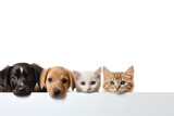 Fototapeta Zwierzęta - Cats and dogs peeking over white banner background