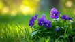 Beautiful image of violets growing in green grass, blurred background with copy space for text. Close up