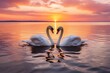 
2 majestic white swans (Cygnus olor) swim in the glassy waters of the Baltic Sea in front of a stunning orange sunset. The swans are facing each other and form a heart