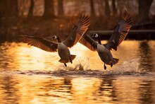 Canada Geese Flying Across A Pond During


