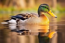 Male Mallard Duck, Portrait Of A Duck With Reflection In Clean Lake Water
