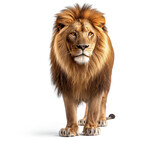 Majestic male lion standing isolated on white background. Front view