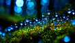 Blue droplets on moss, macro shot of a fantasy magical forest