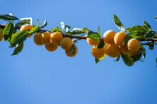 Branches With Yellow Plums On The Tree With The Blue Sky In The Background, In A Country House, Corrales Del Vino, Zamora, Spain