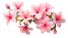 Branch Of Lovely Rose Japanese Cherry Blossoms 
