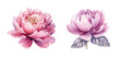 Peonies flowers watercolor, Pink flowers, Set Peonies
