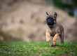 Portrait of a puppy of belgian shepherd malinois on green grass