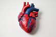 © ASDF - artificial heart showing human anatomy