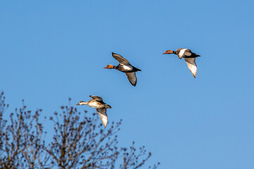 Wall Mural - Red-crested Pochard, Netta rufina flying over a lake at Munich, Germany