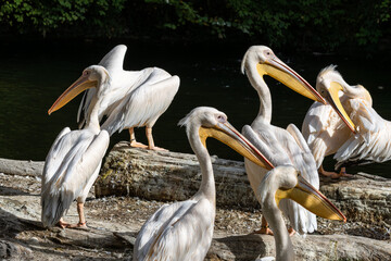 Wall Mural - Great White Pelican, Pelecanus onocrotalus in a park