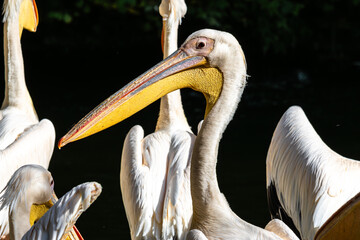 Wall Mural - Great White Pelican, Pelecanus onocrotalus in a park