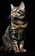 Full body front view studio portrait beautiful fluffy tabby cat, sitting isolated on black background