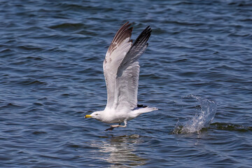 Sticker - The ring-billed gull (Larus delawarensis) in flight, is a medium-sized gull