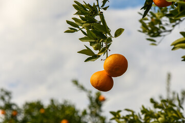 juicy fresh tangerines in a garden in Cyprus in winter 8