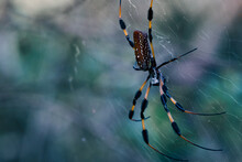 Large Golden Silk Orb-Weaver Spider