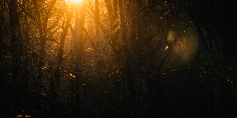 Wall Mural - sun rays through the forest