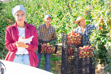 Wall Mural - Farmers harvseting apples in planation. Girl with documents standing beside car and checking quantity of crates.