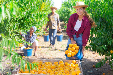 Sticker - Young attractive female gardener in straw hat bulking peaches from the bucket into the crates at orchard