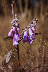 Sticker - Wild flowers in the Bystrzyckie Mountains - Trail to Mount Jagodna - Sudetes