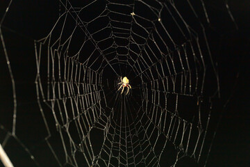 Garden Orb Weaver at the Center of an Enchanting Spiderweb