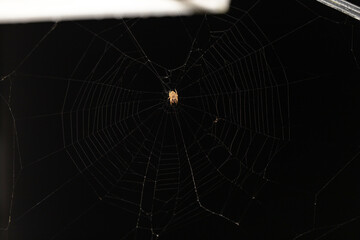 Garden Orb Weaver at the Center of an Enchanting Spiderweb