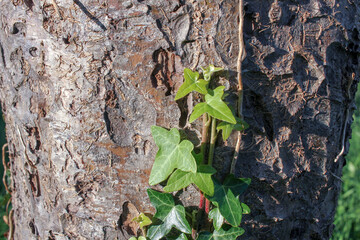 an ivy growing in my orchard