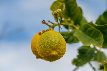 juicy fresh lemons in a garden in cyprus in winter 2