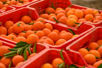 juicy fresh tangerines in boxes for sale in Cyprus in winter 14