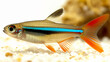 A neon tetra swimming with its dazzling blue stripe.