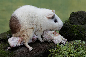 Wall Mural - An adult female guinea pig is nursing her newborn babies. This rodent mammal has the scientific name Cavia porcellus.