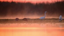 Great Egret Fishing In Wetland In Misty Morning
