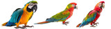 Fototapeta  - Collection of PNG. Parrot isolated on a transparent background.