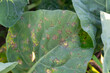 downy mildew in kale leaf