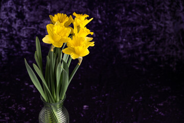 Wall Mural - Signs of spring, fresh cut yellow daffodils in a vase against a dark purple velvet background
