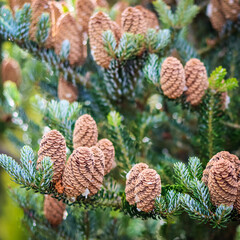 Wall Mural - A branch of Korean fir with cones in autumn. Natural background