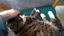 Close-up Of A Human Hand Petting A Content Tabby Cat On A Green Chair, Indoor Setting, Natural Daylight