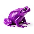 Photo of purple frog isolated on white background