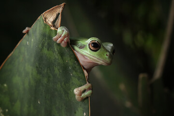 Wall Mural - dumpy frog 