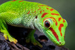 Masagascariensis closeup head on isolated background, Masagascariensis gecko closeup head