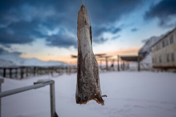 drying fish in the snow-covered geography of norway lofoten islands in winter with sunset colored clouds