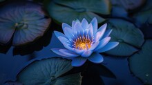  A Blue Water Lily In The Middle Of A Pond With Lily Pads And Water Lilies On The Sides Of The Pond, With A Yellow Center Flower In The Middle Of The Water.