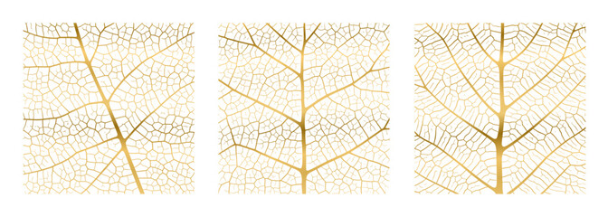 Wall Mural - leaf vein texture abstract background with close up plant leaf cells ornament texture pattern set. g