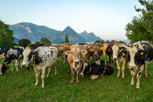 Herd Of Cows. Cows Are Grazing On A Summer Day On A Meadow In Switzerland. Cows Grazing On Farmland. Cattle Pasture In A Green Field. Organic Milk From Grass Field Cow. Swiss Cow.